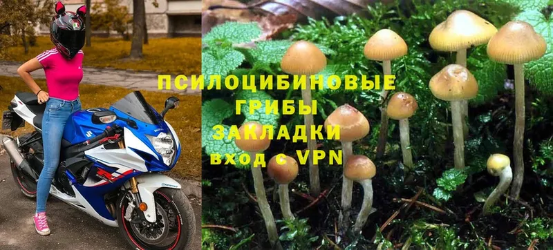 закладка  Донецк  Галлюциногенные грибы Psilocybe 